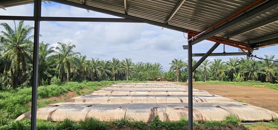 GEOTEXTILE TUBE DEWATERING USED TO HELP TURN PALM OIL MILL EFFLUENT SLUDGE INTO FERTILIZER